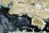 Polished Petrified Chrysocolla Wood Slab - Indonesia #189106-1